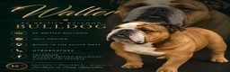 English Bulldog dogs for stud: Meet Walter our stunning Kc boy  - Advert 1