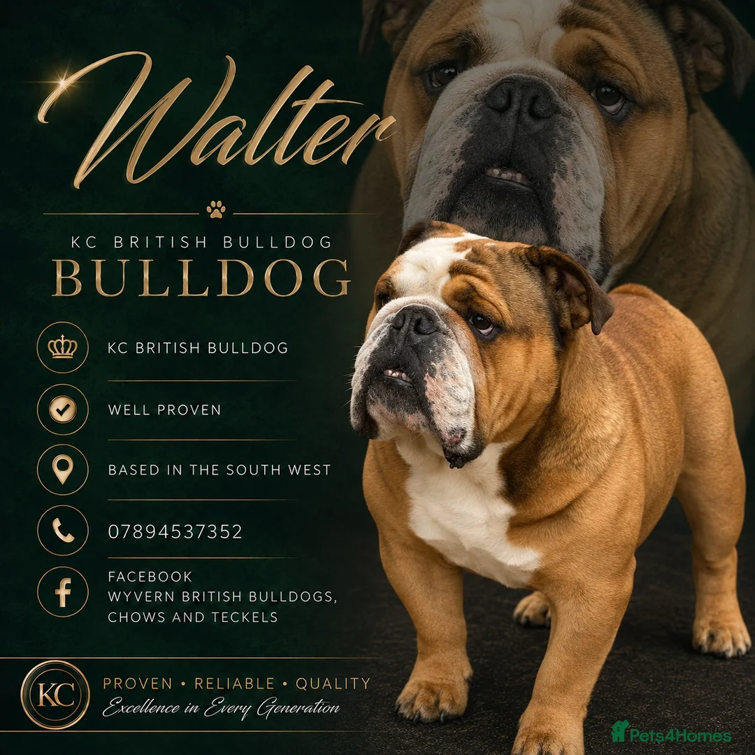 English Bulldog dogs for stud: Meet Walter our stunning Kc boy  - Advert 1