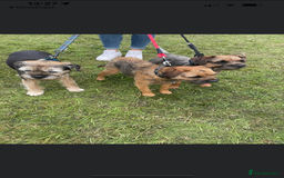 Border Terrier dogs for sale: Outstanding Quality KC Border Terriers  - Image 10