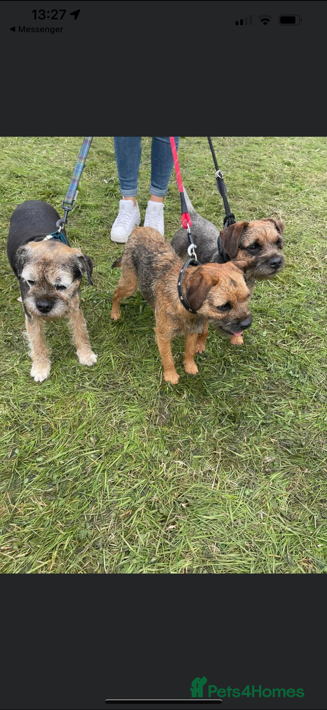 Border Terrier dogs for sale: Outstanding Quality KC Border Terriers  - Image 10