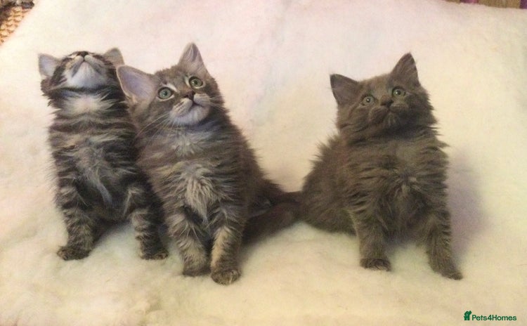 Maine Coon cats - Advert 1