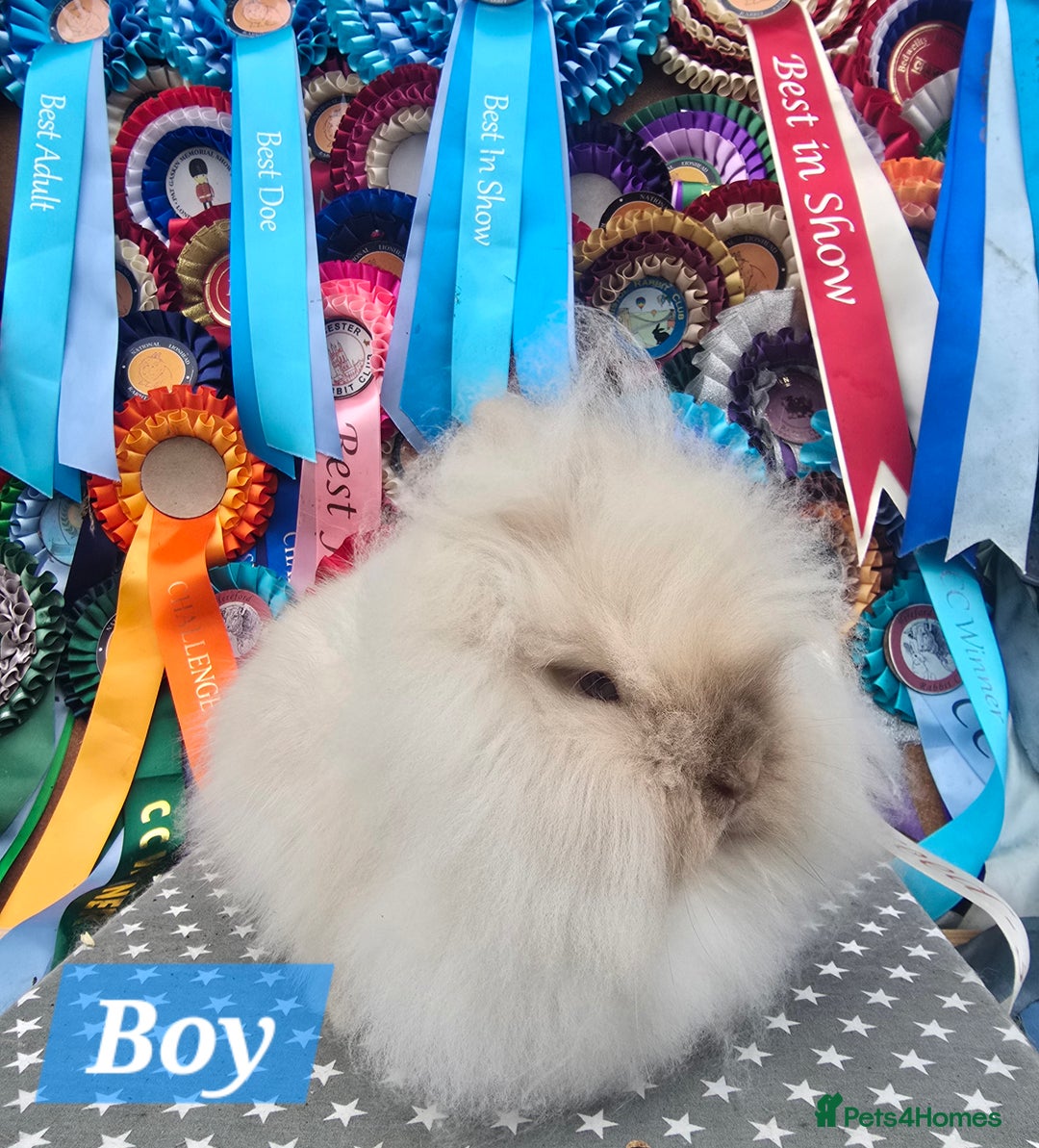 Lionhead rabbits for sale: Gorgeous Purebred Lionheads available  - Advert 11