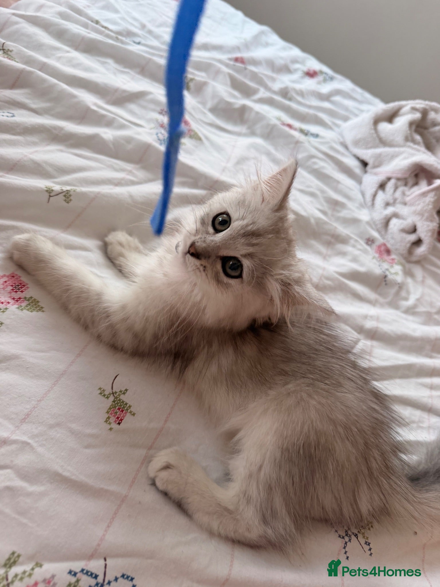 Persian cats Catherine – Persian Silver-Tipped Chinchilla 🩷 - Advert 4