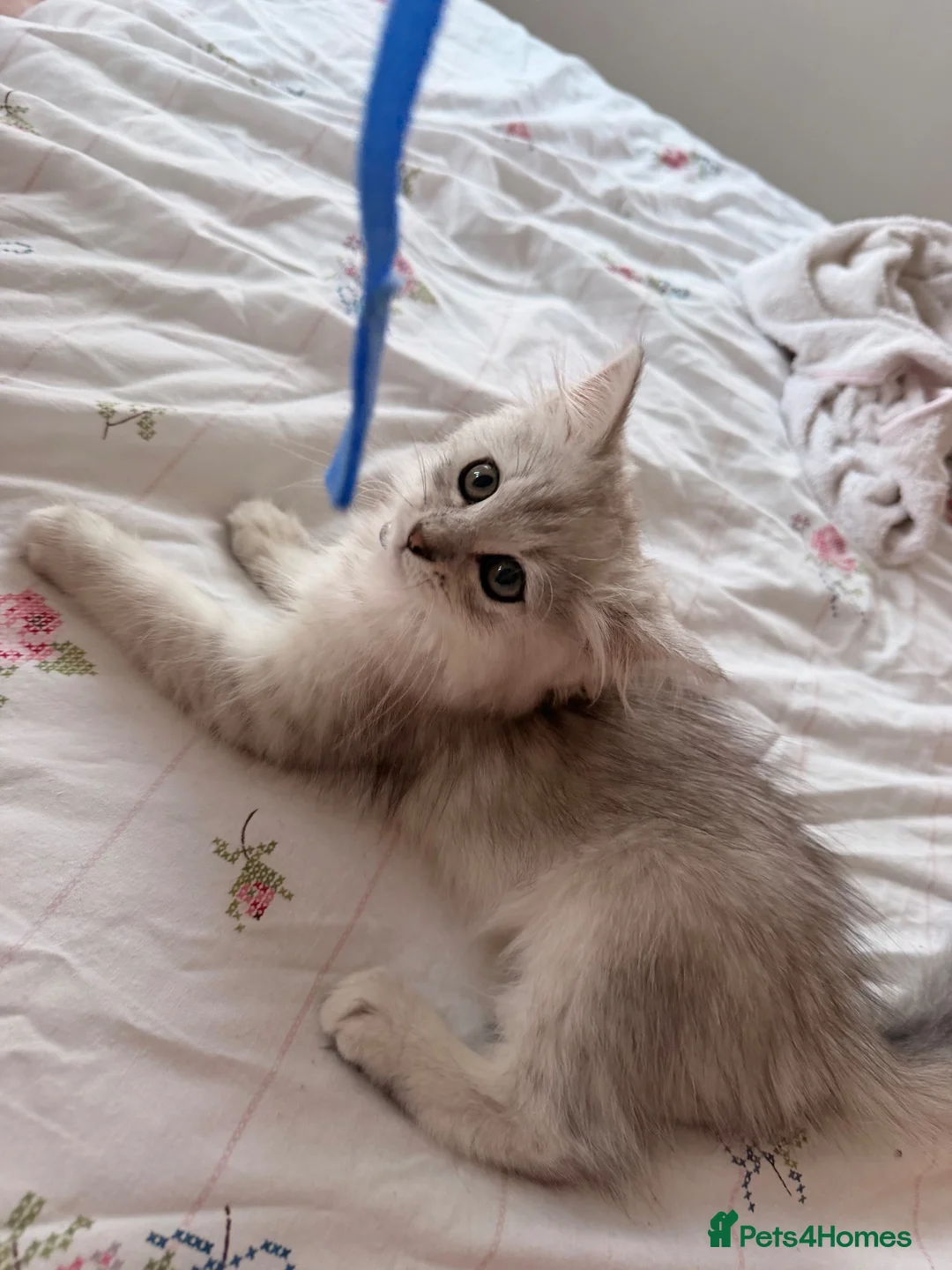 Persian cats for sale: Catherine – Persian Silver-Tipped Chinchilla 🩷 - Advert 1
