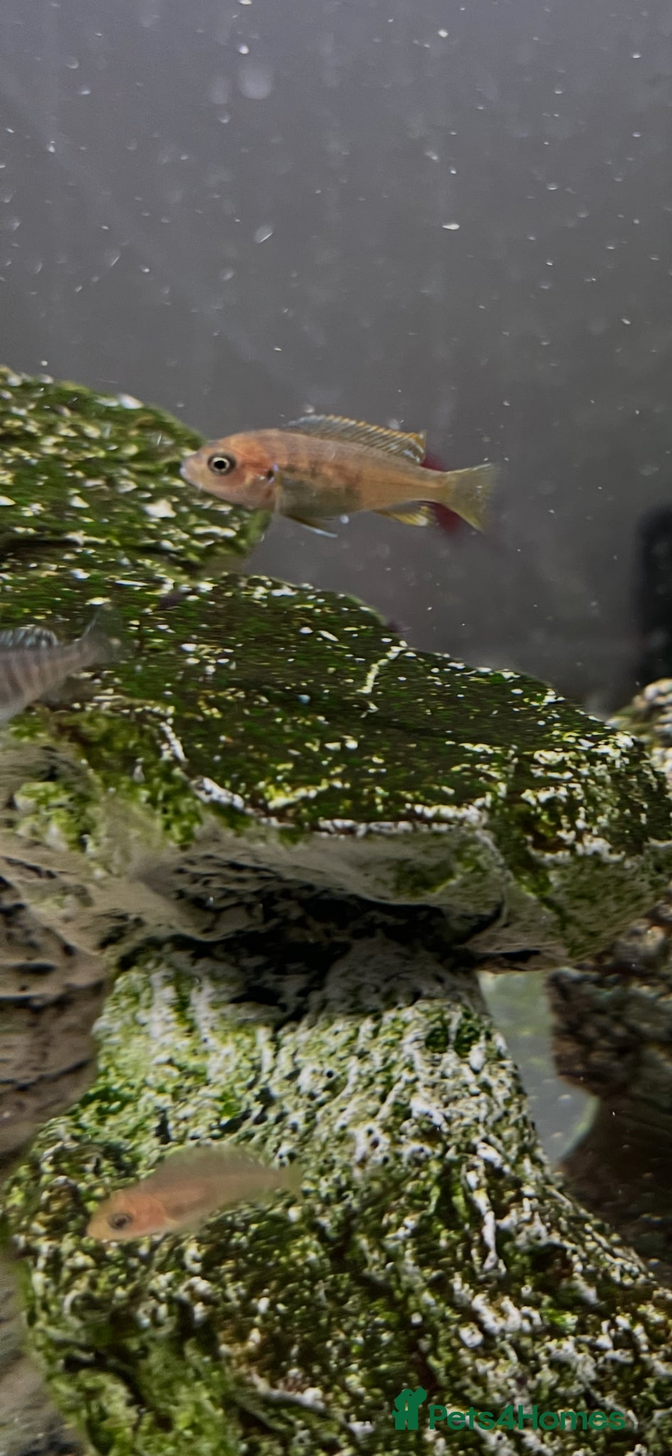 Cichlids fish African cichlids - Advert 9