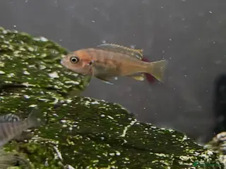 Cichlids fish African cichlids - Advert 9