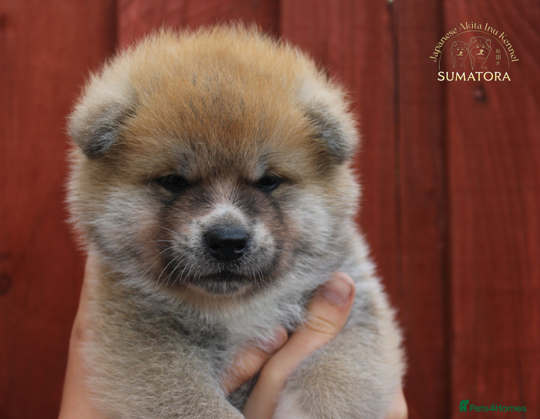 Japanese Akita Inu dogs for sale: ♥OUR PUPPIES ARRIVED♥ in Builth Wells - Image 11