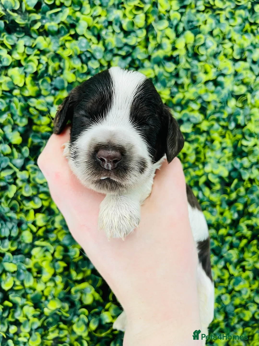 Cocker Spaniel dogs for stud: 🧡🧡 KC REG Stud Orange Roan Show Cocker Spaniel in Northallerton - Advert 18