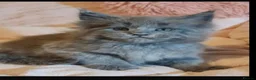 Maine Coon cats for sale: 💖💙Beautiful Ragcoons Ready Today💙💖 - Advert 9