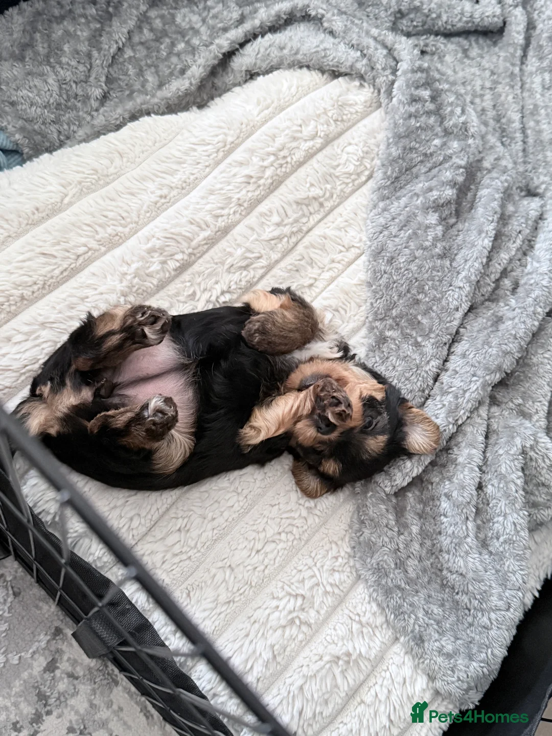 Yorkshire Terrier dogs for sale: Adorable Bonnie Yorkshire Terrier Puppy  - Advert 10