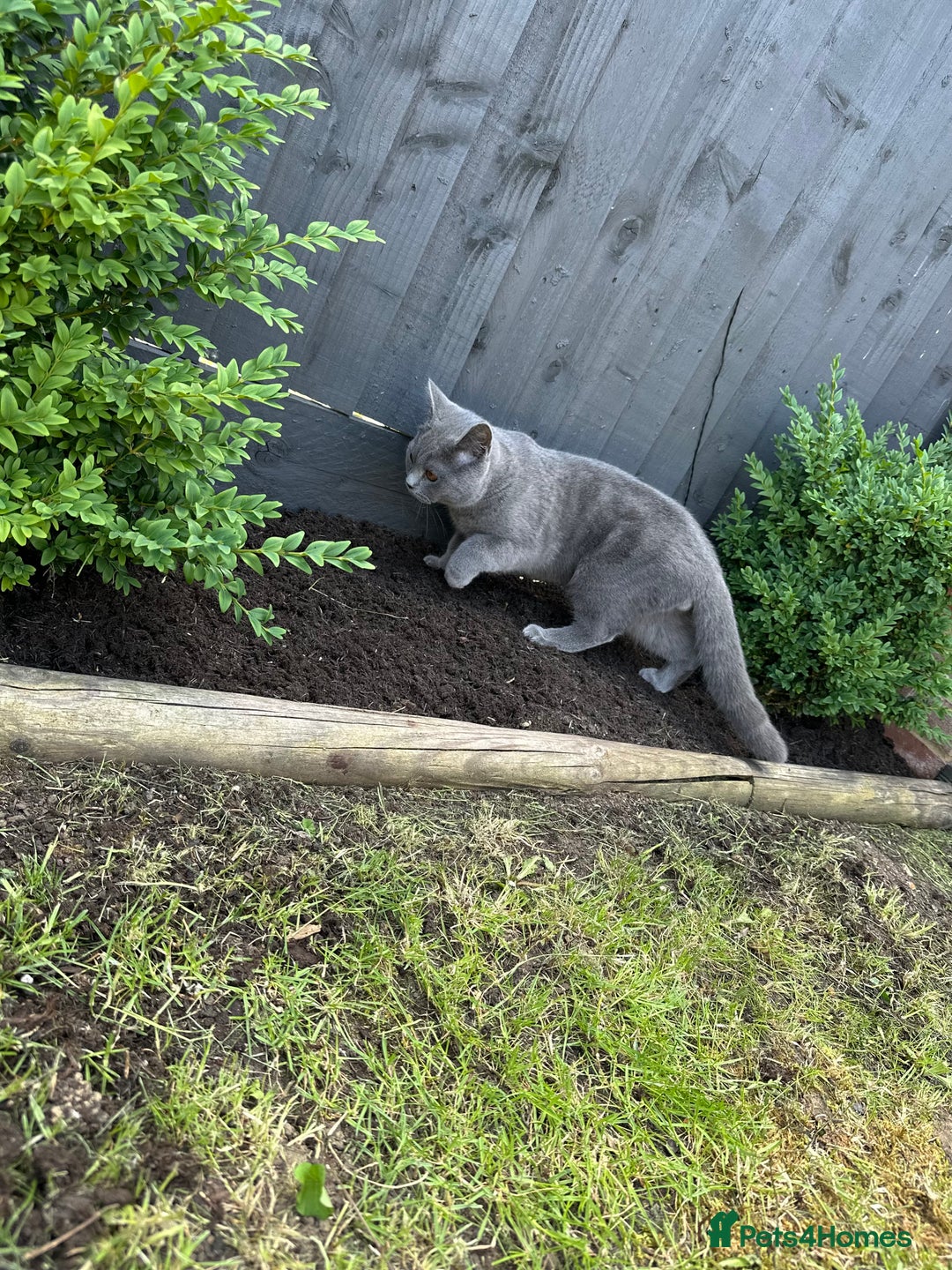 British Shorthair cats for sale: british shorthair kittens - Advert 8