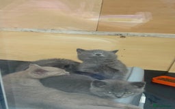 British Shorthair cats for sale: 5 British Shorthair kittens for sale - Image 4