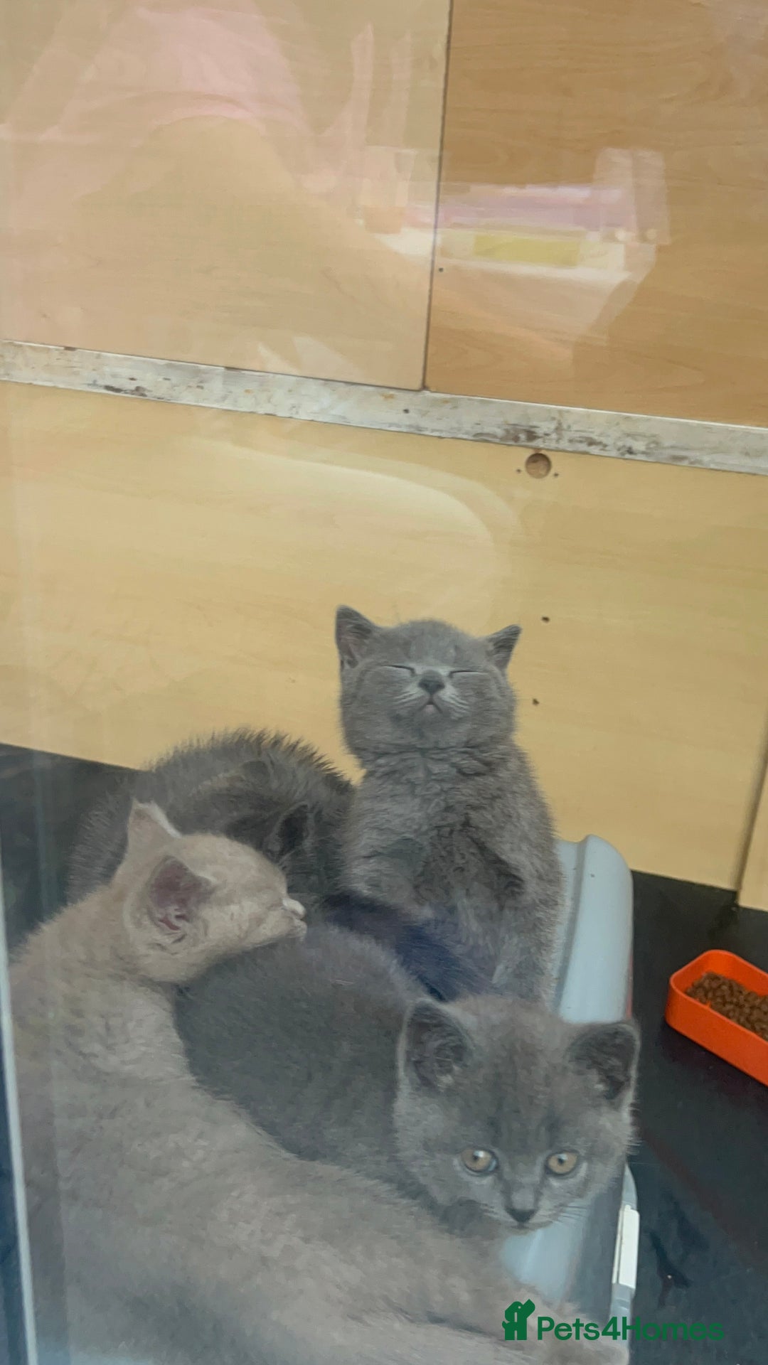 British Shorthair cats for sale: 5 British Shorthair kittens for sale - Image 4