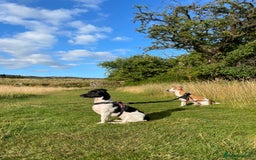 Jack Russell dogs for sale: 4 Currently Available: 2 Girls, 2 Boys - Image 15