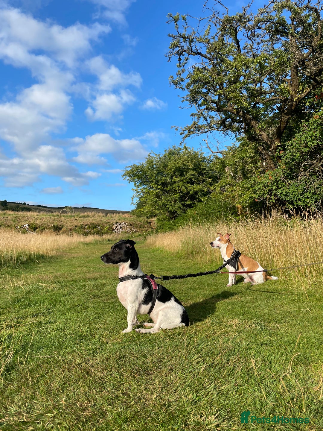 Jack Russell dogs for sale: 4 Currently Available: 2 Girls, 2 Boys - Image 15