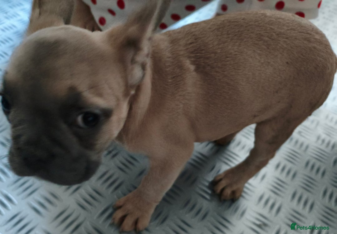 French Bulldog dogs for sale: French Bulldog Puppies looking for their home  - Advert 9