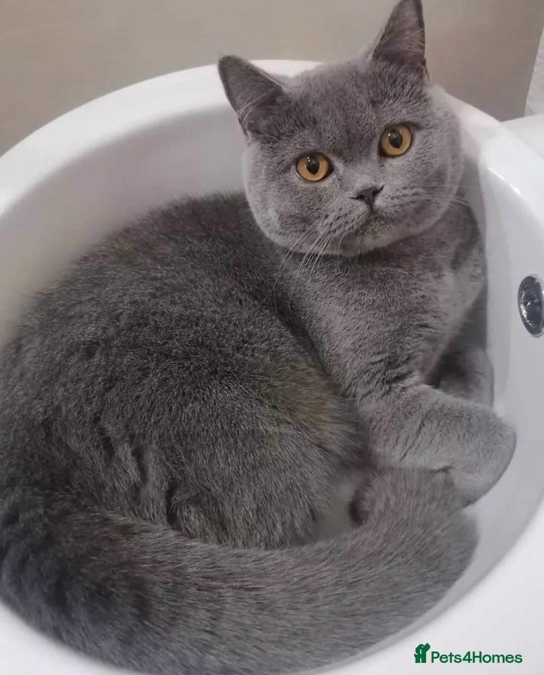 British Shorthair cats for sale: GREY BRITISH SHORTHAIR - Advert 10