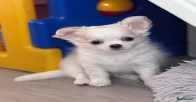 Chihuahua dogs - Advert 16