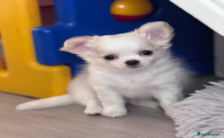Chihuahua dogs - Advert 4