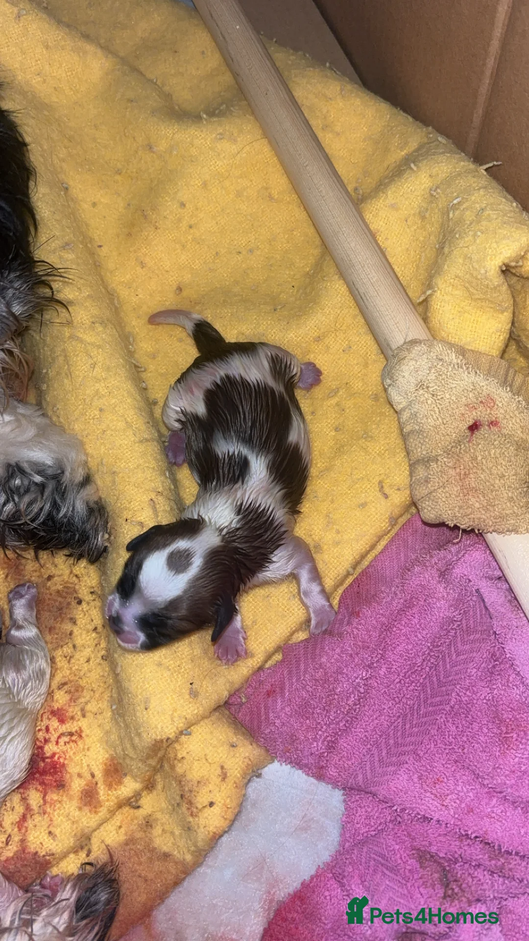 Malshi dogs for sale: Malshi puppies - Advert 4