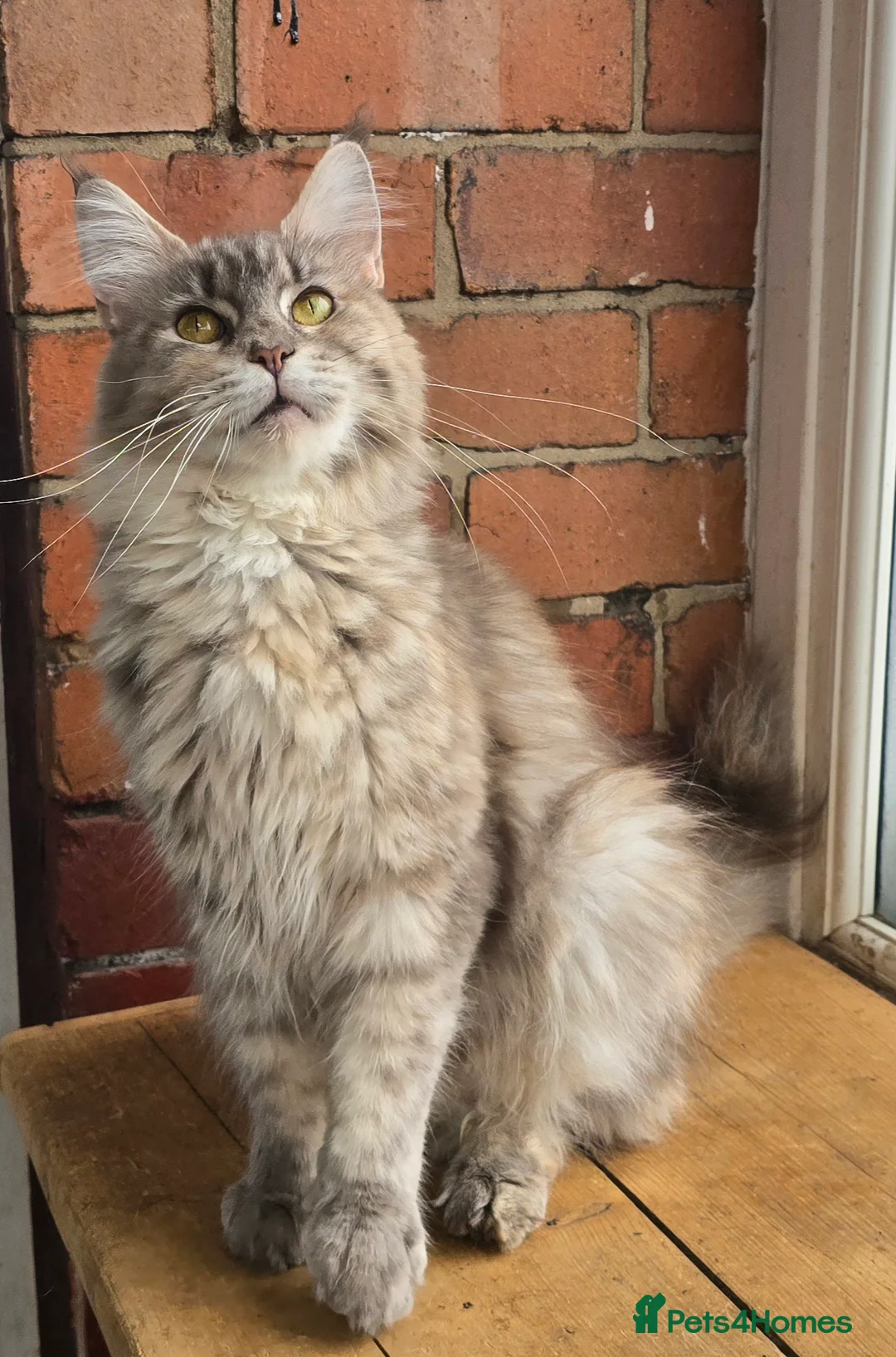 Maine Coon cats for sale: 5x Boys Maine Coon TICA Registered  - Advert 6