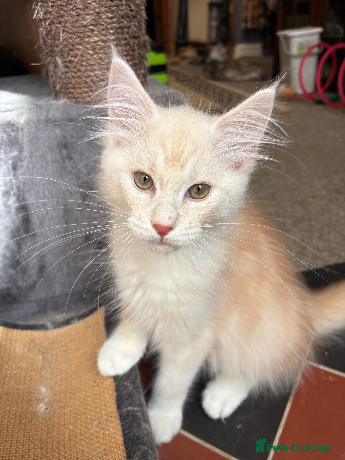 Maine Coon cats Stunning Maine Coon Kittens - Advert 1
