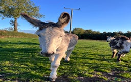 Donkey livestock for sale: Grey gelding donkey 16years old - Image 5