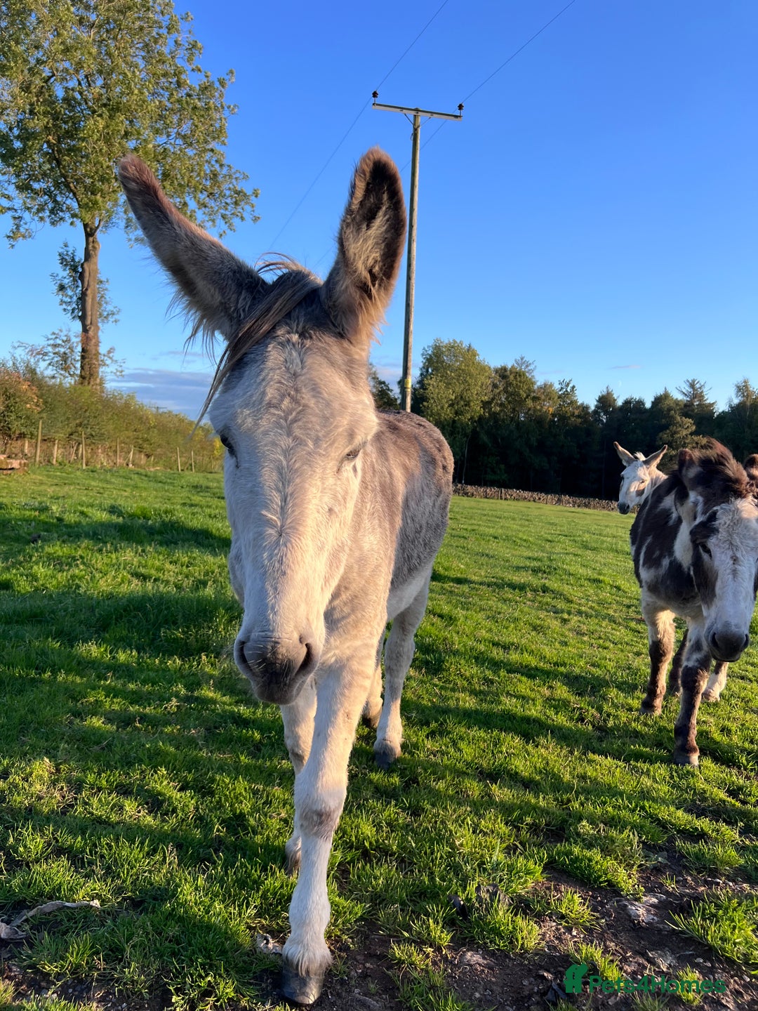 Donkey livestock for sale: Grey gelding donkey 16years old - Image 5