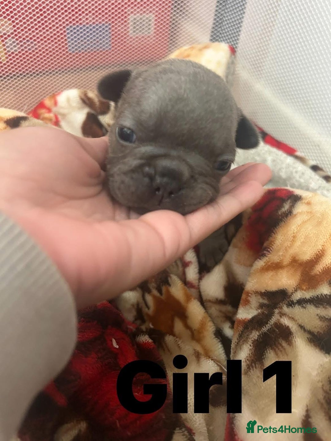 French Bulldog dogs for sale: French Bulldog Pups for sale - Image 7