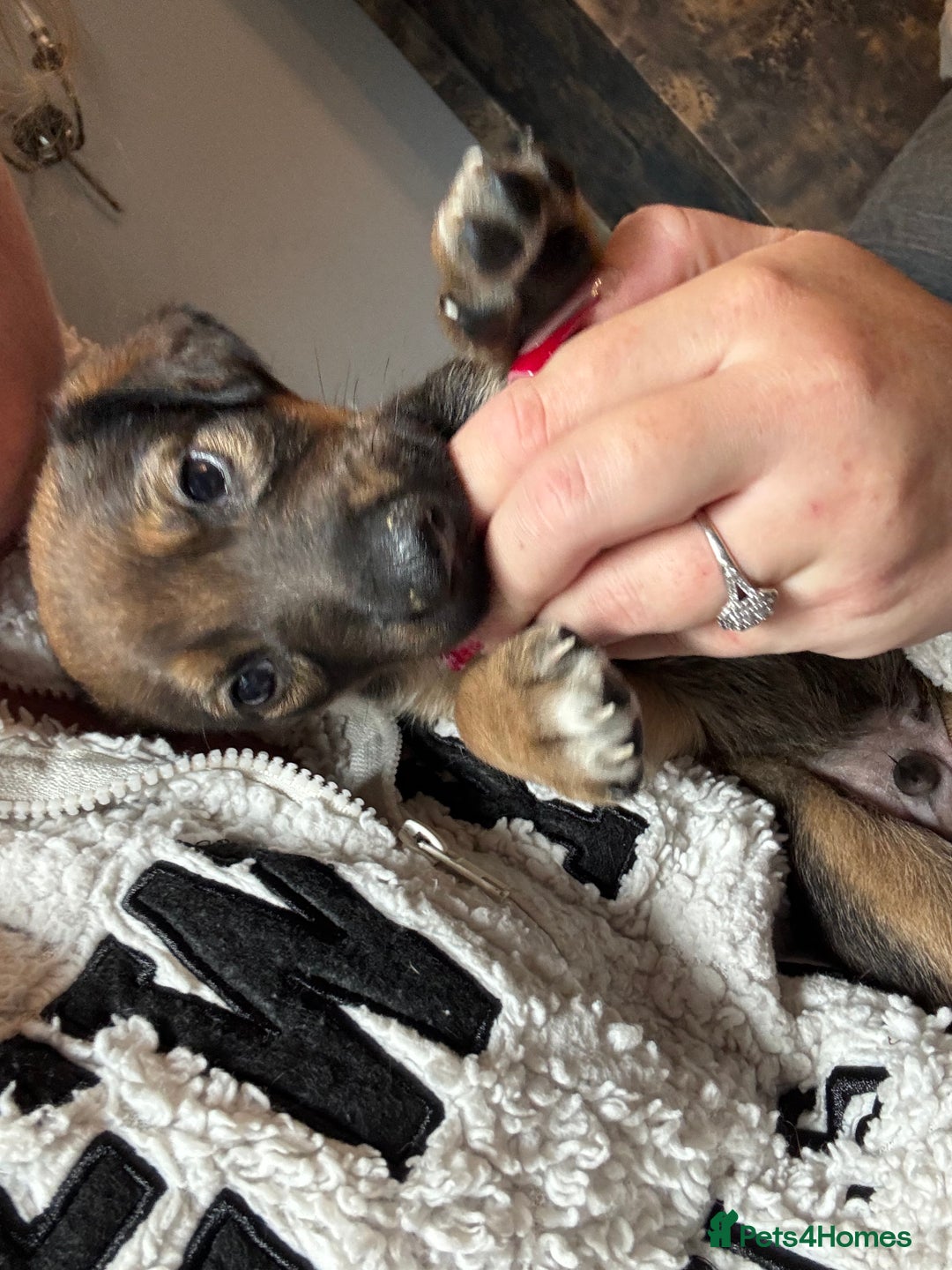 Mixed Breed dogs for sale: German shepherd x whippet  - Image 14