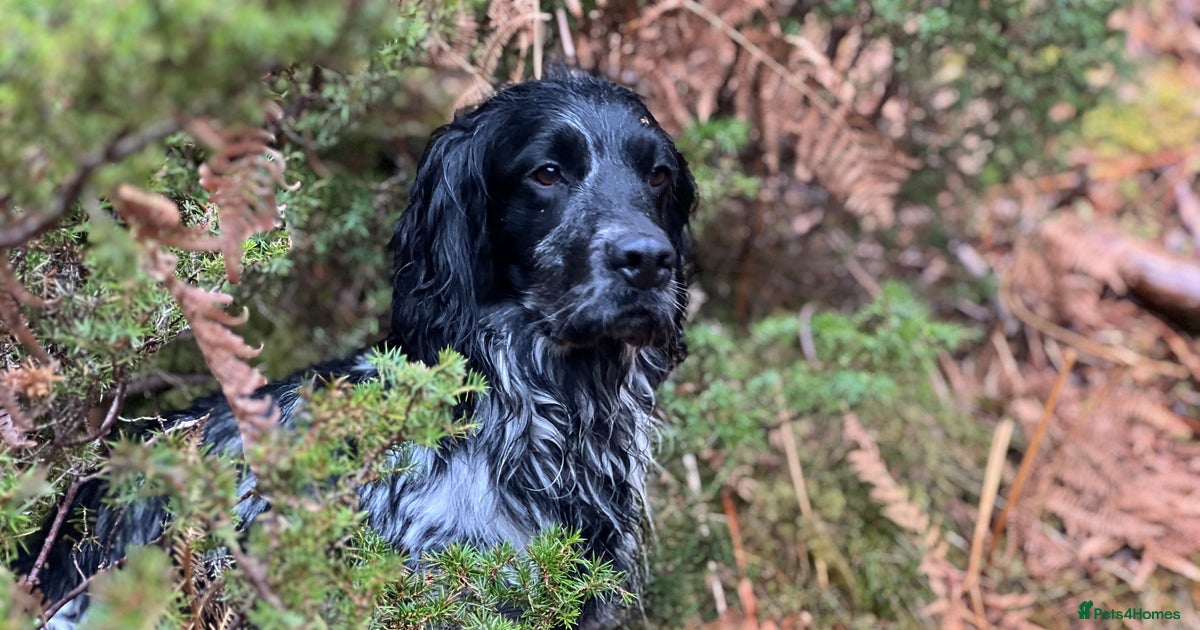 Blue Roan Field Cocker Spaniel Health Tested Blue Roan Cocker