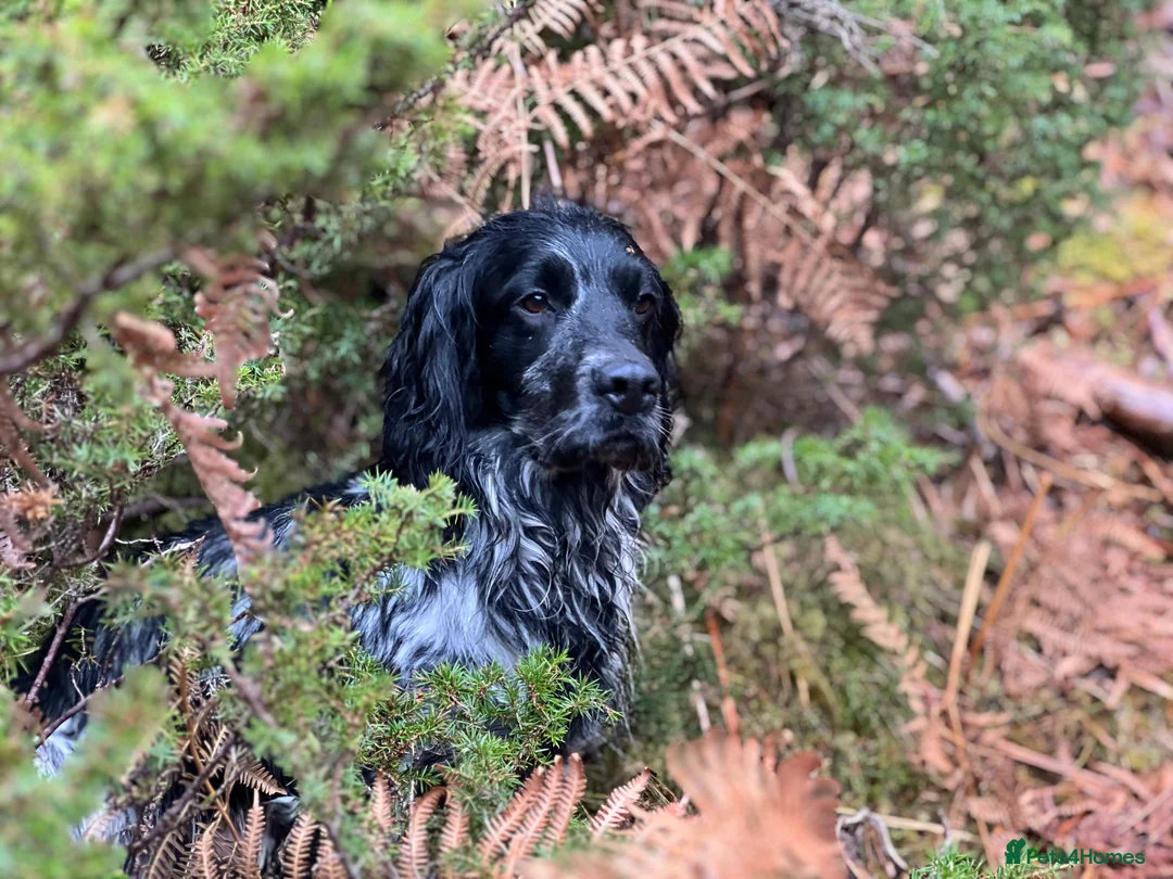 Cocker Spaniel dogs for stud: Health tested blue roan cocker spaniel at Stud in Kingussie - Advert 1