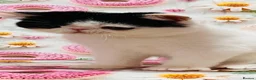 Persian cats for sale: Beautiful high quality Persian and Exotic kittens  - Advert 4