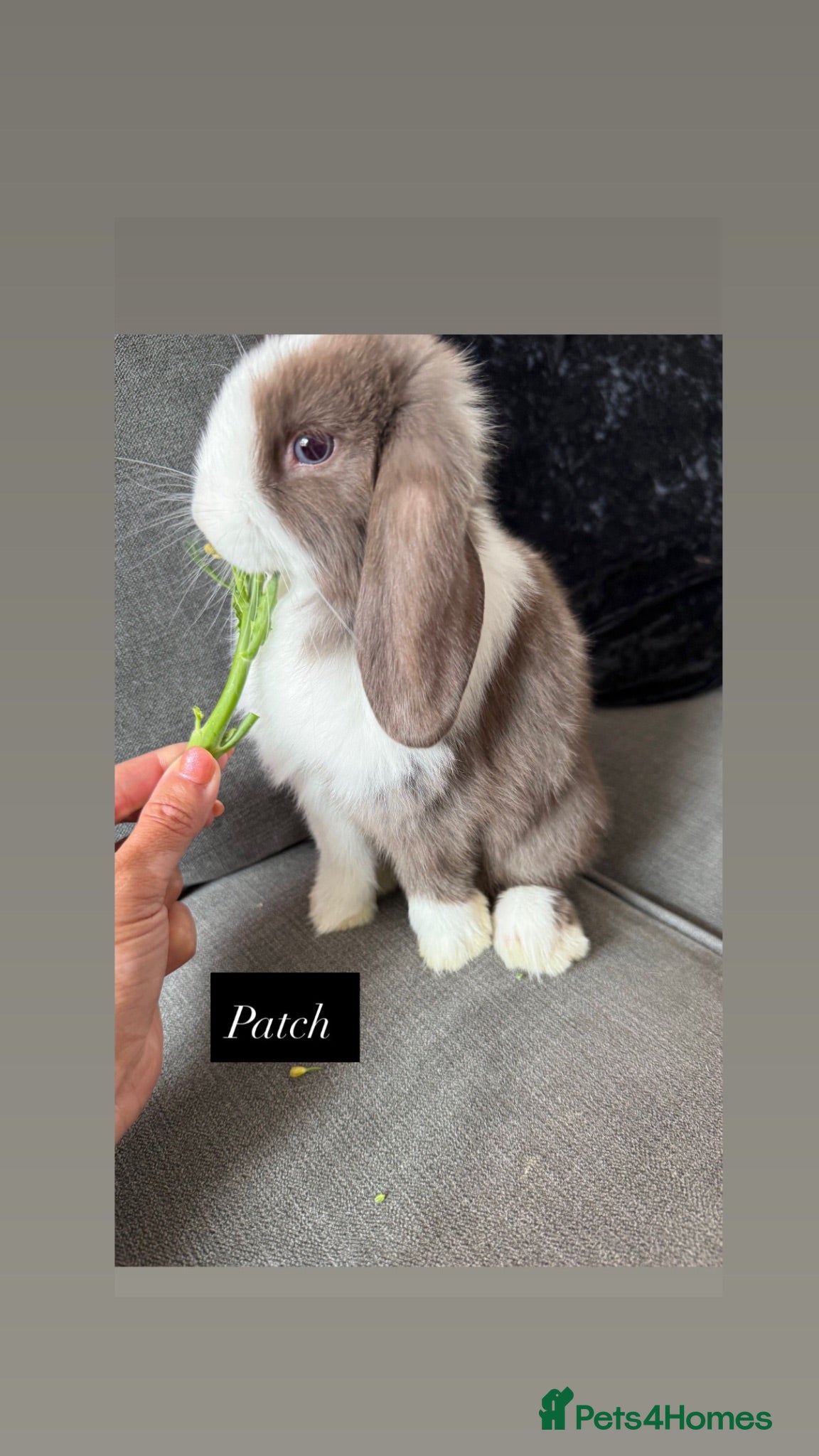 Mini Lop rabbits 🐰Ready To Leave Now - two babies  left 🐰 - Advert 2