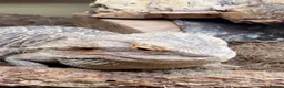 Bearded Dragon reptiles for sale: Bearded Dragon & Full Vivarium Setup for Sale in Bristol - Advert 5