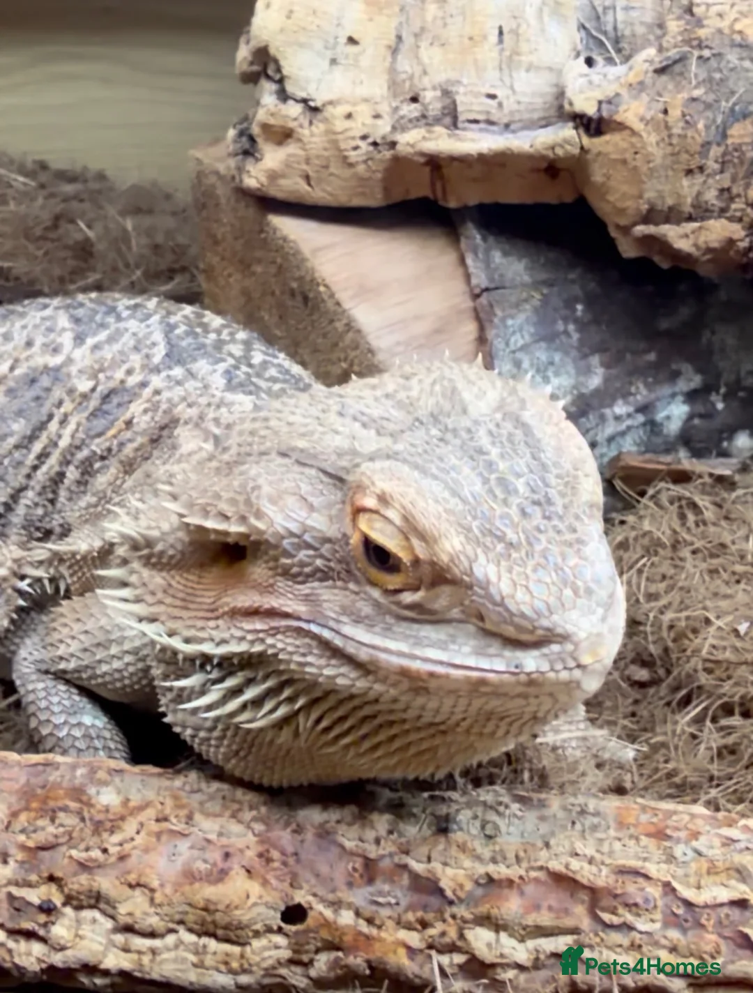 Bearded Dragon reptiles for sale: Bearded Dragon & Full Vivarium Setup for Sale - Advert 5