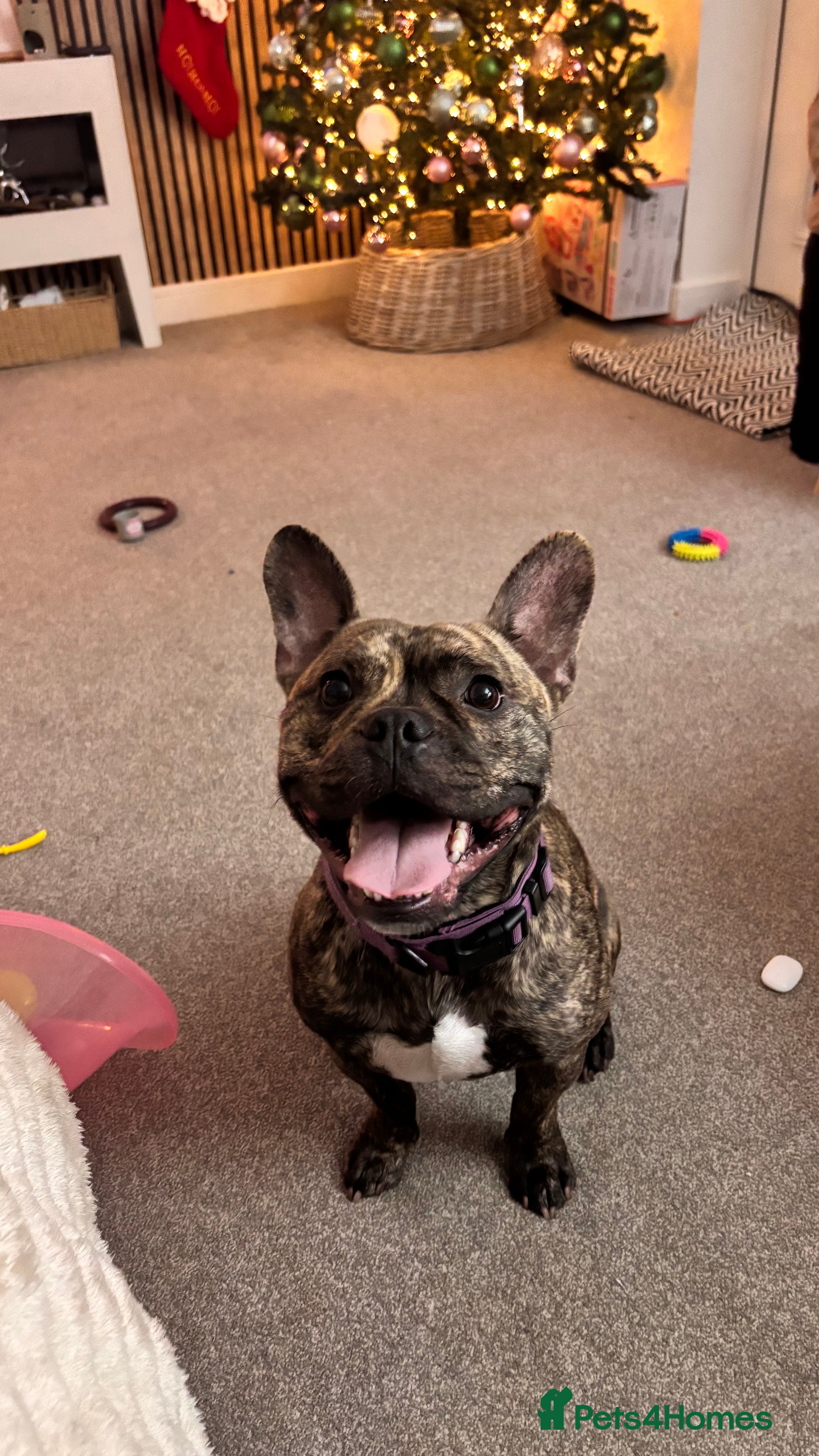 Mixed Breed dogs Lovable Freddie  - Advert 1