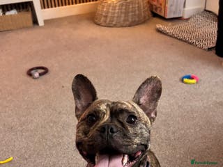 Mixed Breed dogs Lovable Freddie - Advert 3