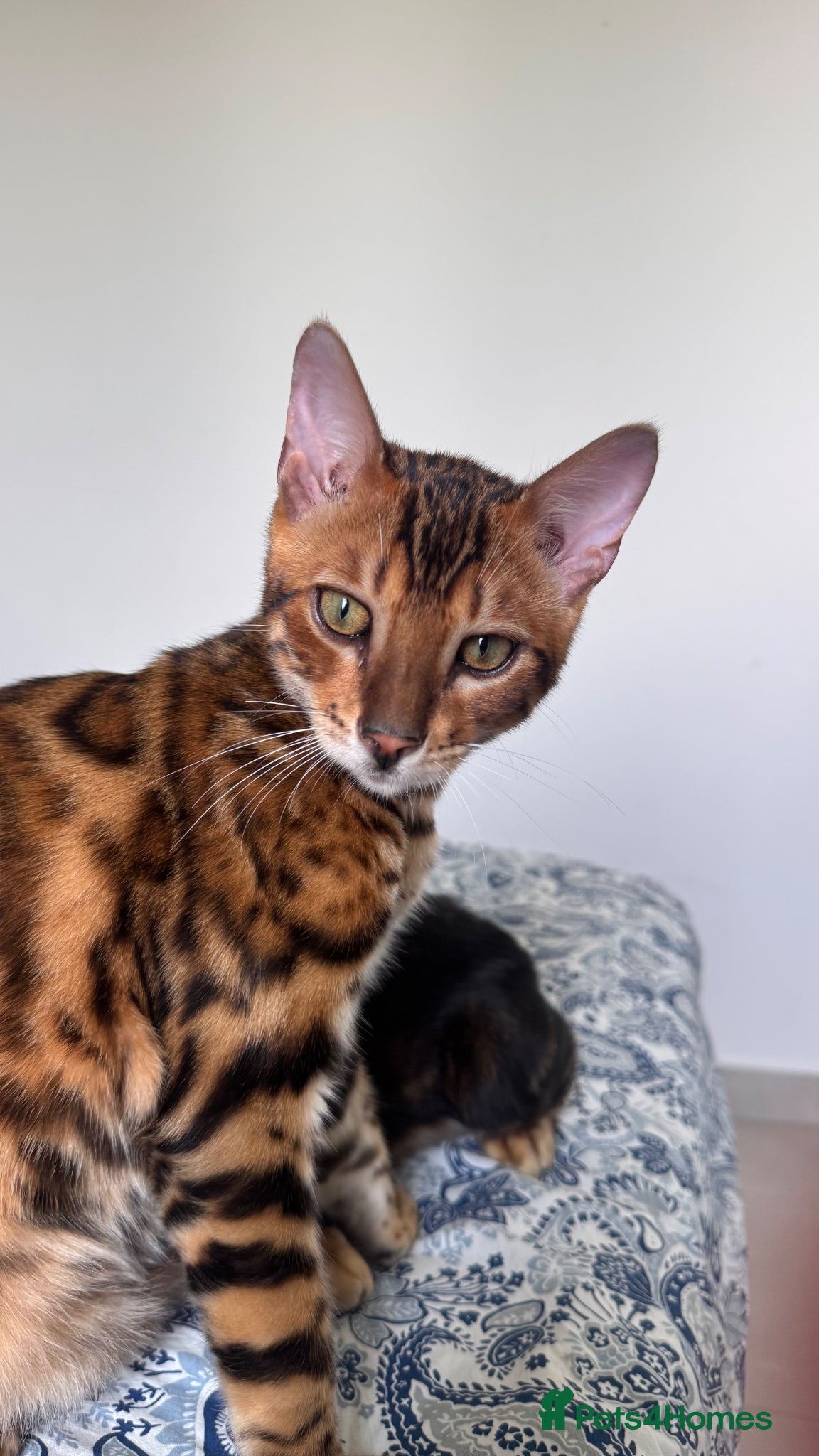 Bengal cats for sale: TICA Bengal cats adorable educated with kid NO UK  in London - Advert 7