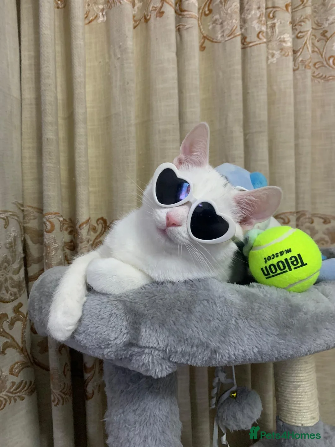 Mixed Breed cats for sale: 4 year old snowball mixed breed  in London - Advert 1