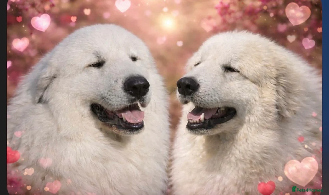 Pyrenean Mountain Dog dogs for sale: Beautiful female availble - Advert 2