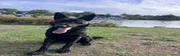 German Shepherd dogs for stud: Solid Black German Shepherd - KC Registered in Egham - Advert 4