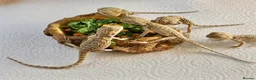 Bearded Dragon reptiles for sale: Baby Bearded Dragons. Visual Dunners & Hypos - Advert 28