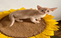 Abyssinian cats for sale: Pure pedigree Tica registered Abyssinian kittens  - Image 2