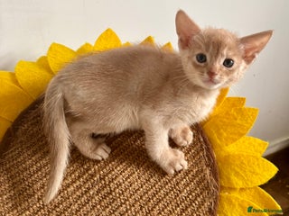 Abyssinian cats - Advert 3