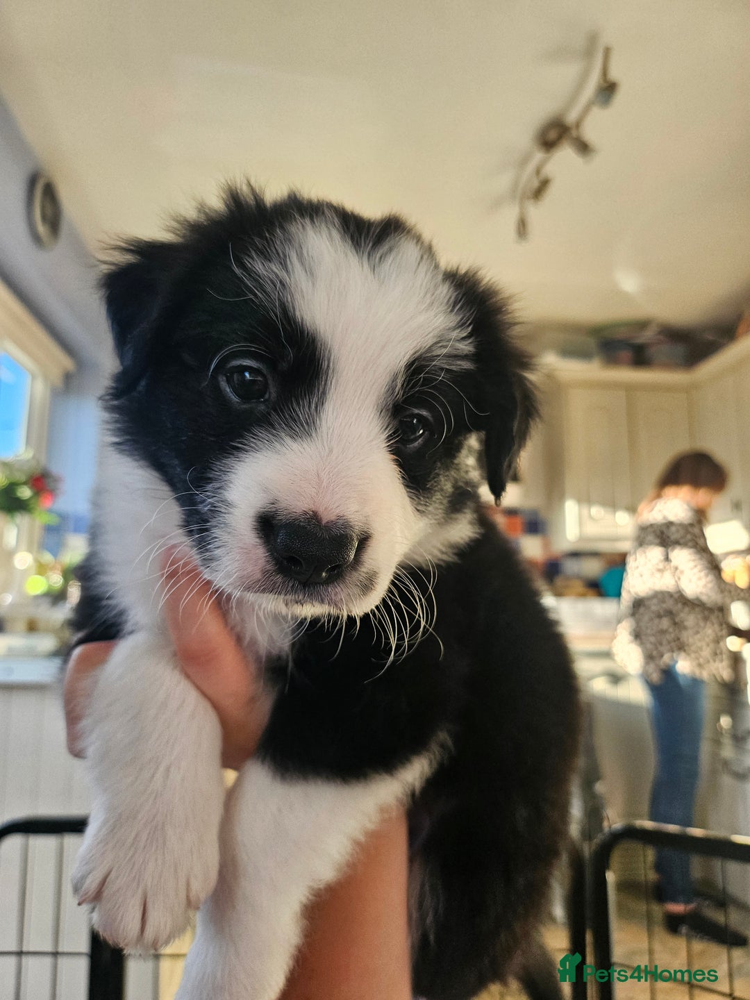Border Collie dogs for sale: Border Collie Puppies - Advert 14