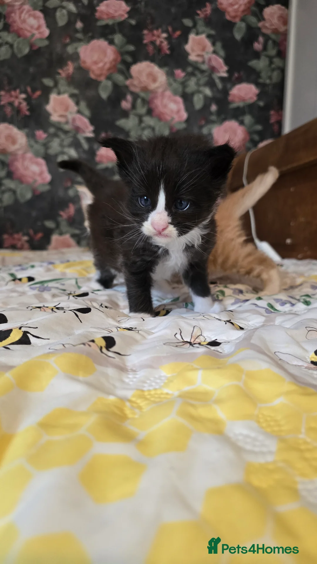 Maine Coon cats for sale: TICA REG MAINECOONS  - Advert 17