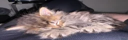 British Longhair cats for sale: British longhair kitten mixed with tabby in Grantham - Advert 2