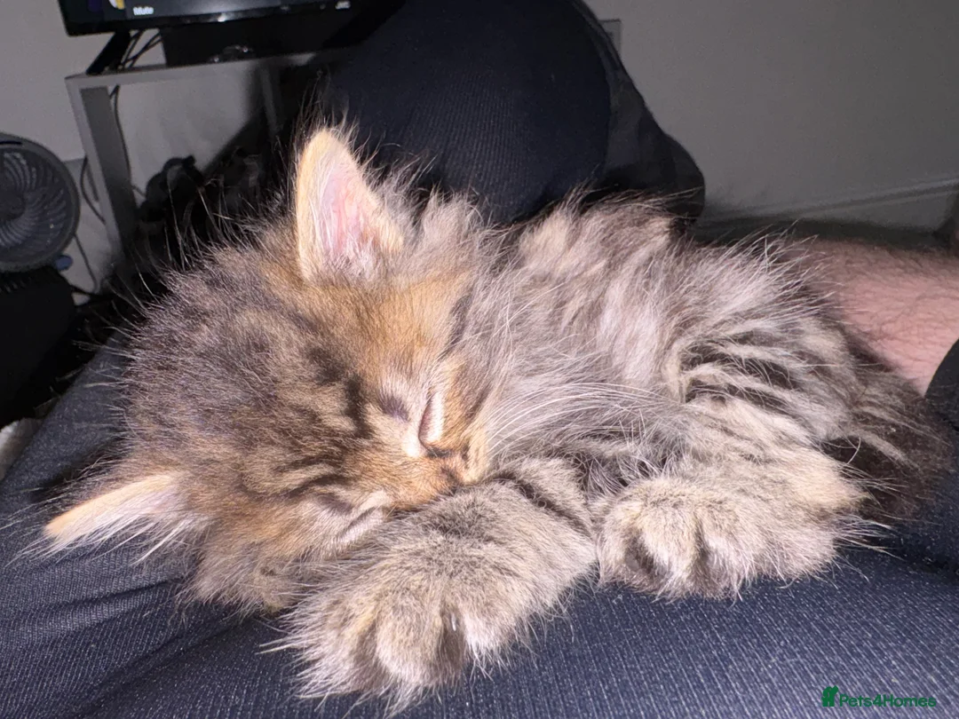 British Longhair cats for sale: British longhair kitten mixed with tabby in Grantham - Advert 2