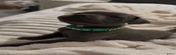 Staffordshire Bull Terrier dogs for sale: Blue✨CHAMPION✨ Staffordshire Bull Terrier Puppy’s  - Advert 30